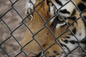 حزب بوكر تختبر ميزات لحماية اللاعبين الجدد وإبقاء اللعبة ممتعة