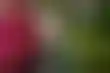 扑克抽水:疫情下的学校：儿童感染与家庭应对