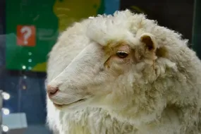 بطولات البوكر الإيطالية- "pippower" و "p0kerd0lly" يتصدران المشهد