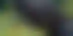 BHA发布短片,强调切尔滕纳姆赛马节的动物福利措施