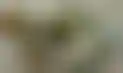 奥克兰拟将迷幻植物非罪化，推动精神健康治疗