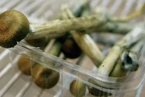 奥克兰拟将迷幻植物非罪化，推动精神健康治疗