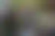 特朗普政府时期的家庭分离：影响与未来