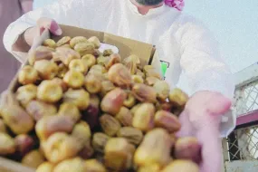 القصيم والمركز التجاري بدبي- خطة طموحة لتصدير التمور عالمياً