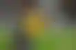 اليابان والبرازيل تتواجهان ودياً استعداداً لكأس العالم FIFA قطر 2022