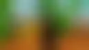 قدرات الحيوانات الخرافية والإلهية في Grow a Garden