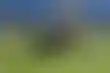 آلام جانج سو وميشايل تعيق الهلال قبل مواجهة العدالة