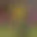 تعادل النصر والاتفاق وفوز قاتل للفيحاء في دوري المحترفين