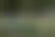 كريكت نيويورك- جذور جنوب آسيا تلتقي حلم كأس العالم T20