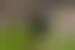 حلم فلسطين المؤجل- رحلة كأس العالم تنتهي بدموع وأمل
