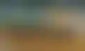 سباقات الطائف الصيفية- كأس المصيف وكأس مهرجان الزهور يتصدران المشهد