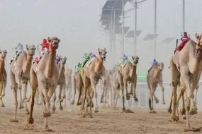 نهائي سباق المفاريد بالطائف- جوائز مليون و200 ألف ريال للإبل الفائزة