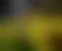 الاتحاد يتوج بطلاً للدوري السعودي- قصة موسم استثنائي مليء بالنجوم والتكتيك