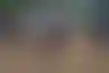 فوز "جورناليزم" المثير في "بريكنيس ستيكس" 150