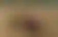 حصاد القمح بالآليات الثقيلة- جدوى اقتصادية للمزارعين