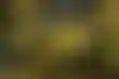 تأهل دورتموند وفرانكفورت لدوري أبطال أوروبا، وكين يتصدر هدافي الدوري الألماني