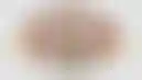 德州扑克高胜率平台:棕榈滩赛狗俱乐部举办扑克牌玩家扑克巡回赛