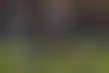 نيويورك جيتس توقع مع لاعب الركل هاريسون ميفيس