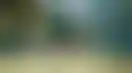 غياب نكوتا عن تدريبات الاتفاق يسبق لقاء الشباب