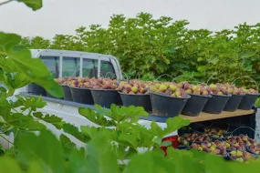 وفرة التين المحلي السعودي- جودة وقيمة غذائية تدعم رؤية 2030