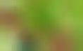 حصاد العنب الوفير يبدأ في بانكياو الصينية- 15,000 هكتار تنتج ثمارًا شهية