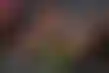拉斯特反击赢得5万美元玩家锦标赛,博诺莫第二名