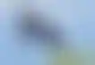 نيك بوب- ولاء وتصميم على البقاء في نيوكاسل يونايتد
