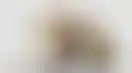 热那亚：关于赌博法规的讨论与行动