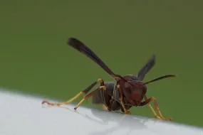 لاعبو البوكر الكبار في فضيحة مراهنات رياضية غير قانونية